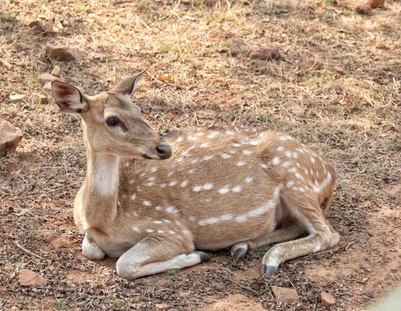 Anugraha Homestay Рамнагар Экстерьер фото